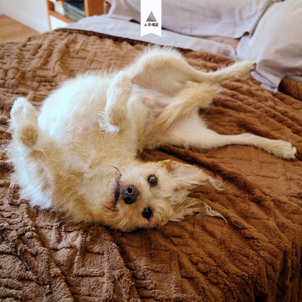 Vileda | Flexible&nbsp;Pets